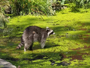 NaturOparC Hunawihr, Alsace (France)